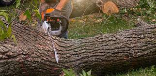 Best Storm Damage Tree Cleanup  in Port Jefferson, NY