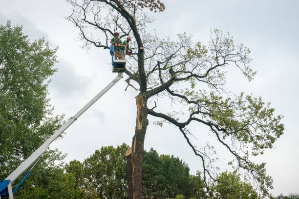 Reliable Port Jefferson, NY Tree Care Solutions