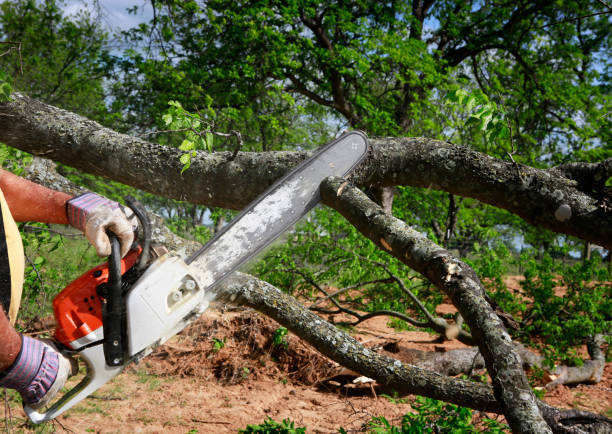 Best Emergency Tree Removal  in Port Jefferson, NY